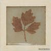 ����� Natura 10x10