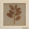 ����� Natura 10x10