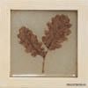 ����� Natura 10x10