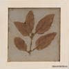 ����� Natura 10x10