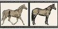 Petracer's Grand Elegance Horses su Panna
