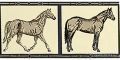 Petracer's Grand Elegance Horses su Crema
