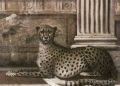 Petracer's Grand Elegance Noblesse A