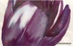 Decko Flor Decko Mora 25x40