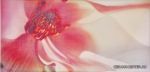 Decor Irina rosa  25x50