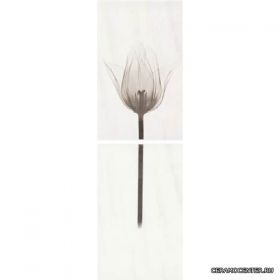 TANGO ����� DS T Marrone KW ��������� 250�800
