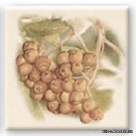 CERKOLOR ����� JARZEBINA creme