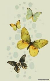 HAWANA ����� DS Verde M4 25x40 ��