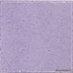 TONALITE Provenzale Lilla 15�15