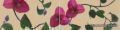 RHS SKY Cream Bouganville 2 pz